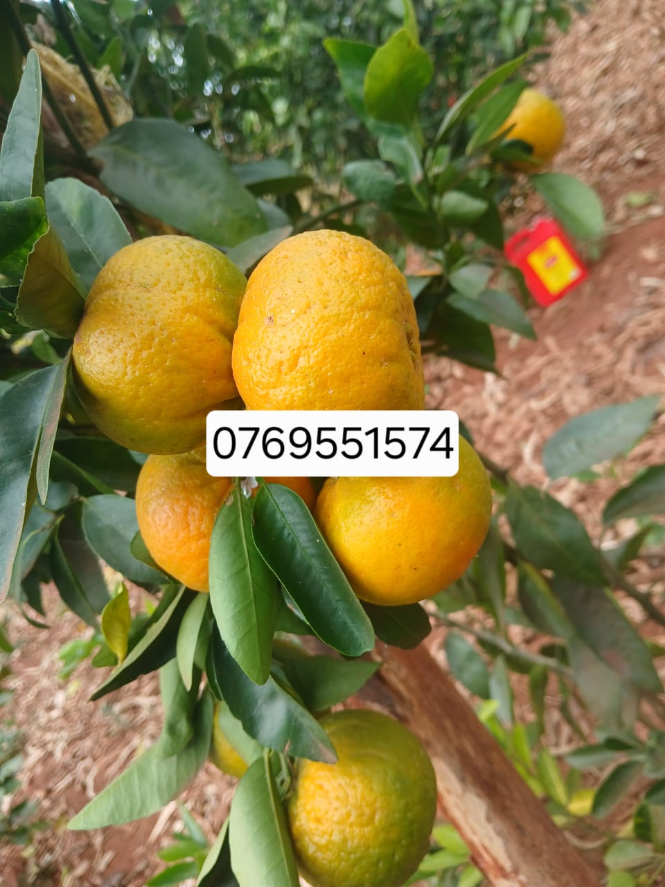 UWEKEZAJI KWENYE KILIMO CHA  CHENZA🍊 CHUNGWA NA LIMAO 🍋
