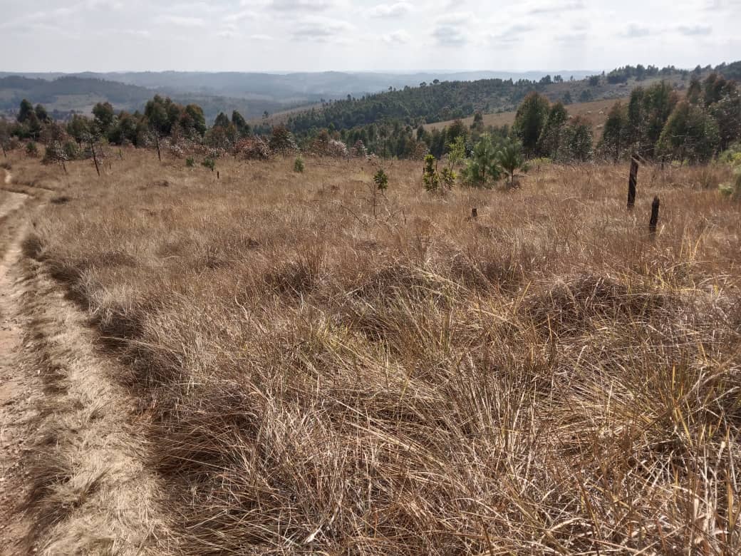 SHAMBA LINAUZWA NJOMBE MAENEO YA NUNDU