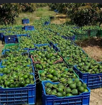 NAFASI ZA KAZI Wanahitajika vijana 5 kwa ajili ya kwenda lupembe kwenye shamba la Parachichi,