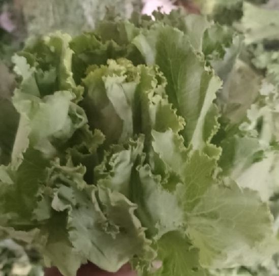 soft letuce