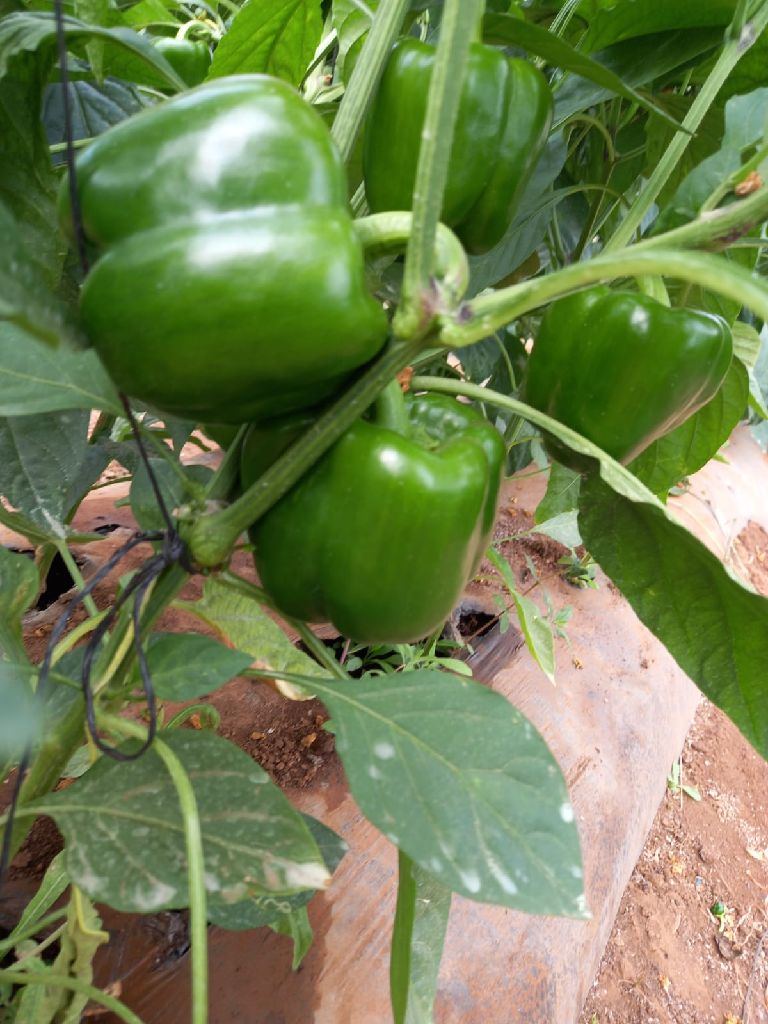 organic green pepper