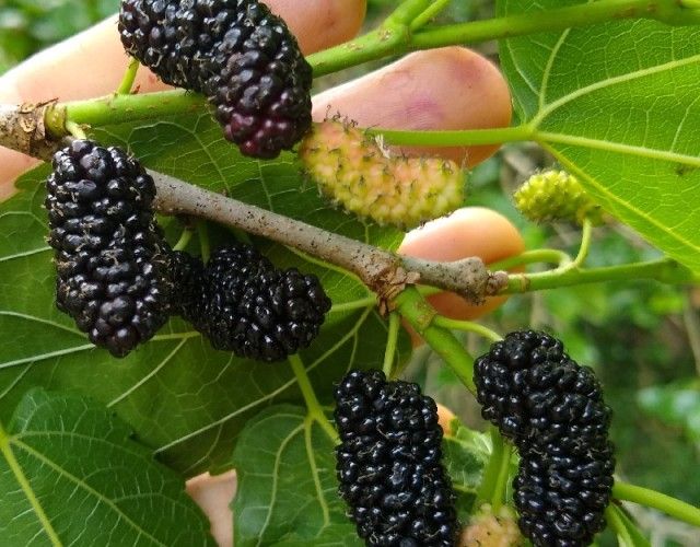 organic berries