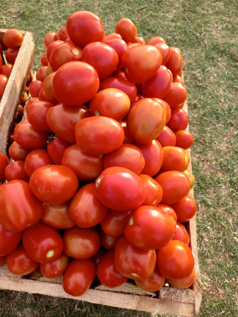 tomatoes