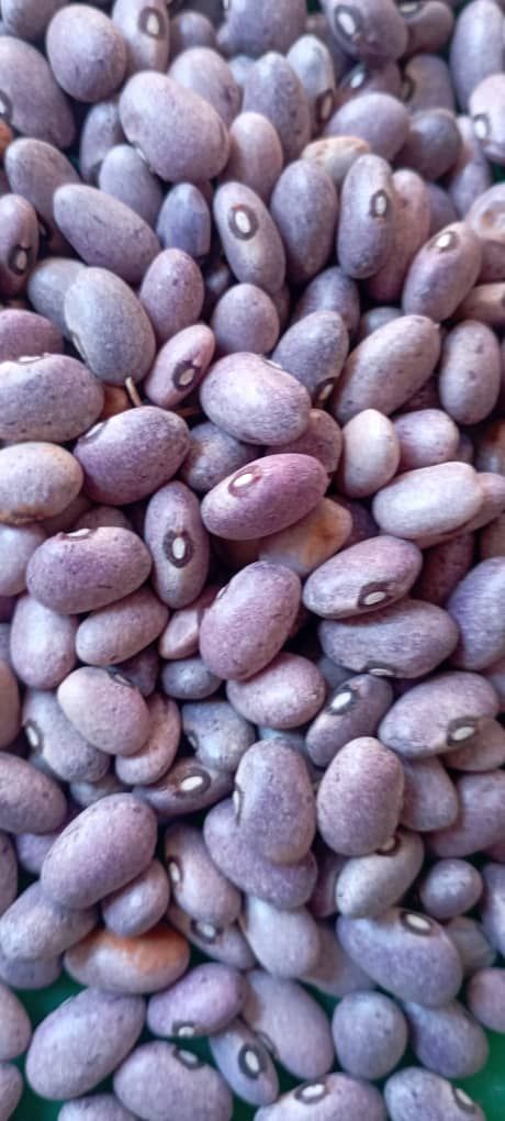 organic beans  tz