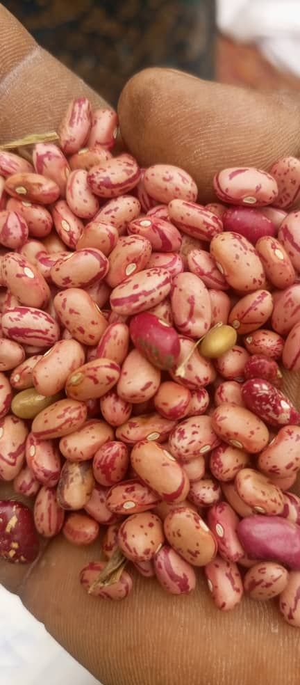 beans available