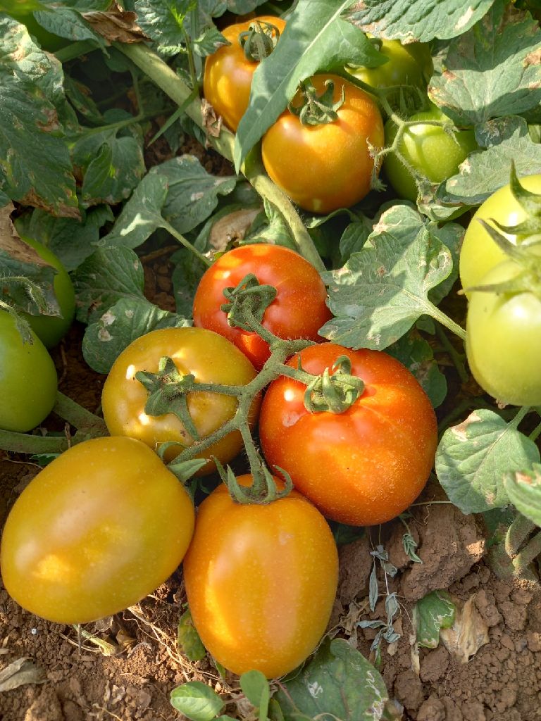 tomatoes