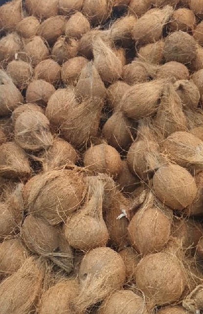 best coconuts from kilwa