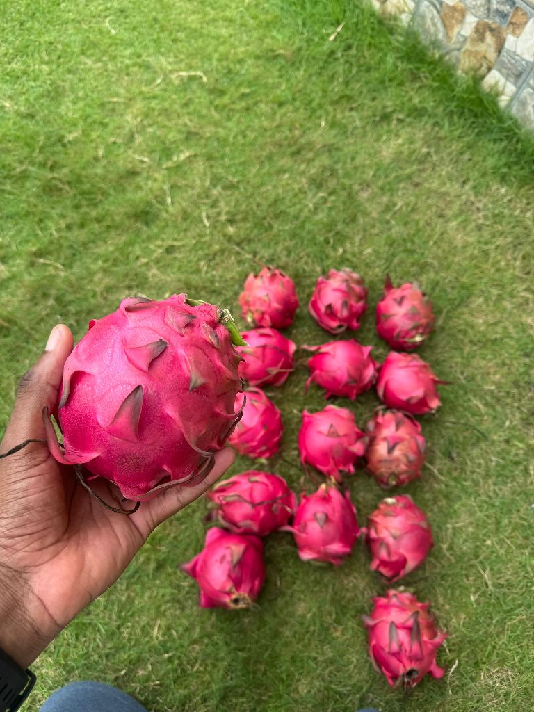 dragon fruits  par PC