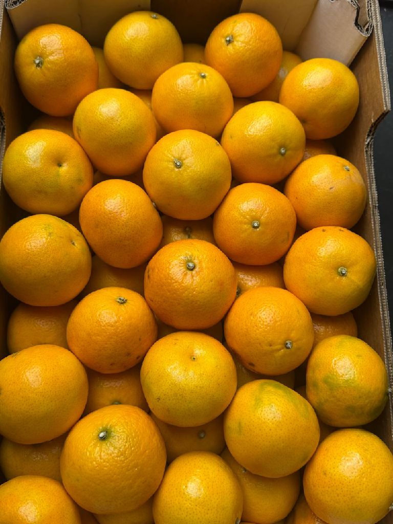 orange 🍊 imported  par  box
